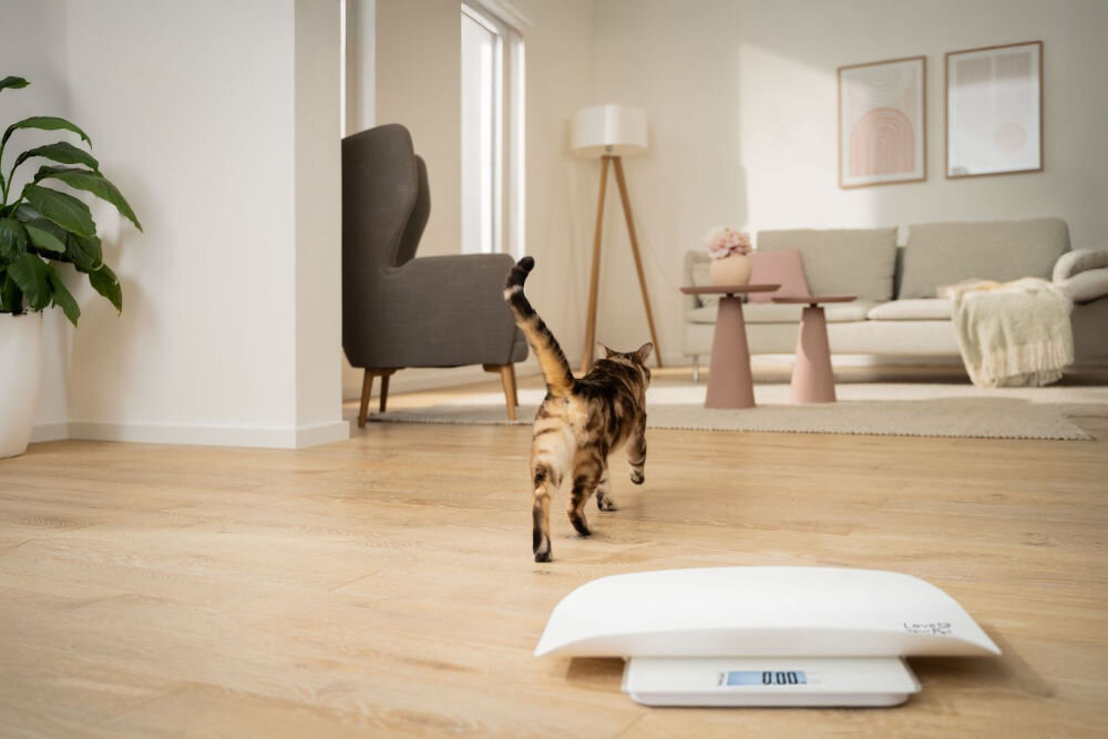 Waga dla zwierząt BEURER Polly na pierwszym planie w tle kot odchodzący w kierunku salony