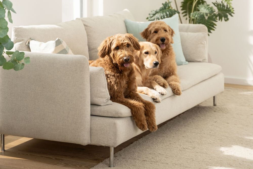 Trymer do strzyżenia zwierząt BEURER Fluffy trzy psy siedzące na kanapie patrzące w stronę obiektywu