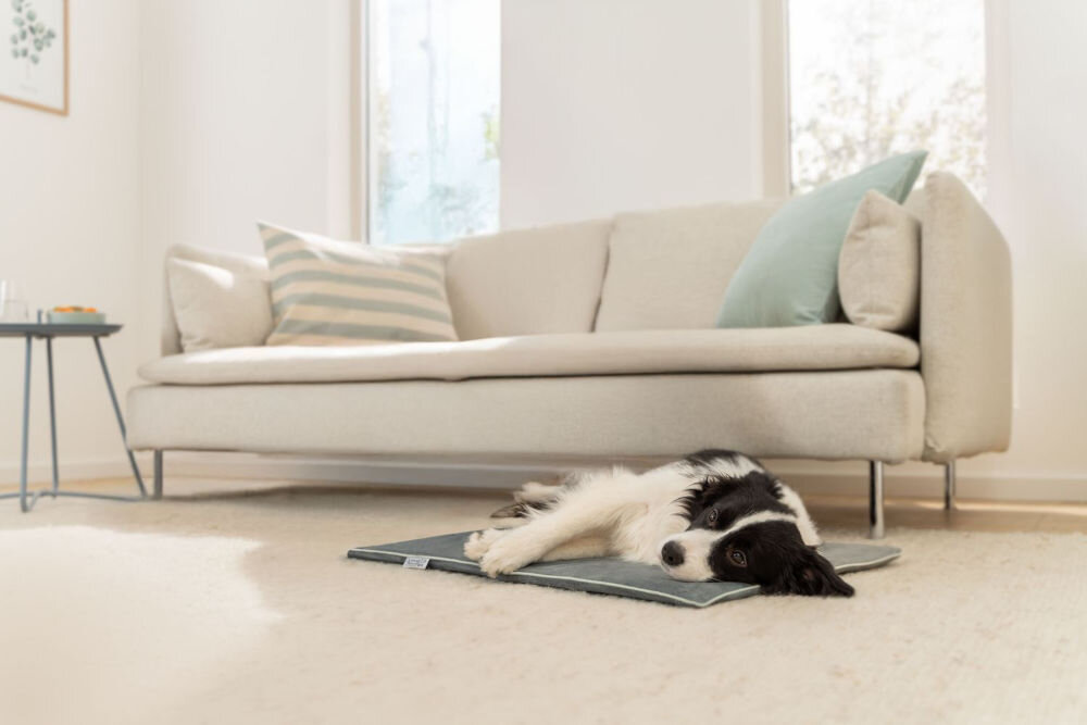 Mata podgrzewana BEURER Sammy Czarno-biały pies (prawdopodobnie Border Collie) leży na szarej podgrzewanej macie dla zwierząt na jasnym dywanie. W tle widoczna jest beżowa kanapa i duże, jasne okno.