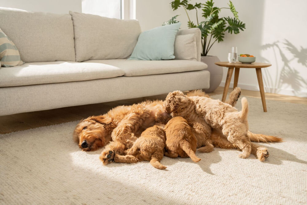 Mata podgrzewana BEURER Lilli Złoty pies rasy Golden Doodle (lub podobnej) leży na jasnym dywanie, karmiąc trzy małe, kudłate szczenięta. W tle widoczna jest jasna beżowa kanapa i doniczkowa roślina.
