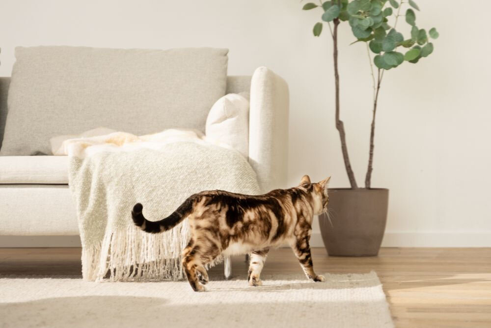 Mata podgrzewana BEURER Lilli Brązowo-cynamonowy kot w paski odchodzi od beżowego fotela z kocem, idąc po jasnym dywanie w kierunku jasnej ściany. Obok stoi wysoka roślina doniczkowa.