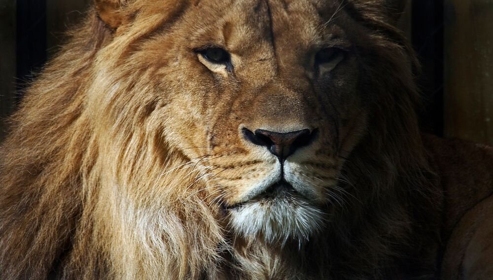 Obiektyw OLYMPUS M.Zuiko Digital EZ-M7530 II 75-300 mm  ogniskowa przysłona ostrość pierścienie optyka soczewki powłoki montaż bagnet światło jasność zoom filtry waga