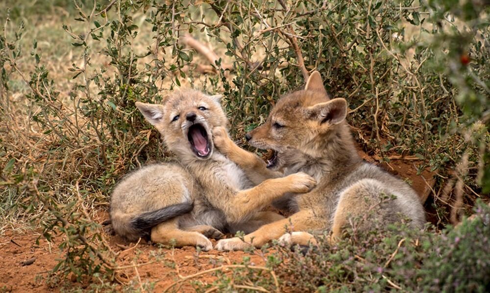 Obiektyw OLYMPUS M.Zuiko Digital EZ-M7530 II 75-300 mm  ogniskowa przysłona ostrość pierścienie optyka soczewki powłoki montaż bagnet światło jasność zoom filtry waga