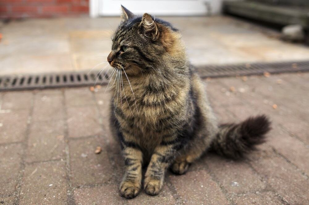 Obiektyw SIGMA A 24-1.4 DG HSM  autofocus