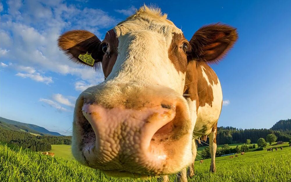 Smartfon RUGONE Xever 7 ultraszerokokątny aparat makro 117 stopni