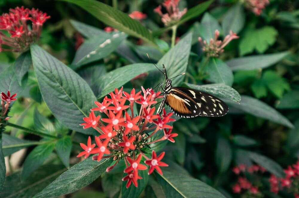 Obiektyw SIGMA C 10-18mm f-2.8 DC DN soczewki