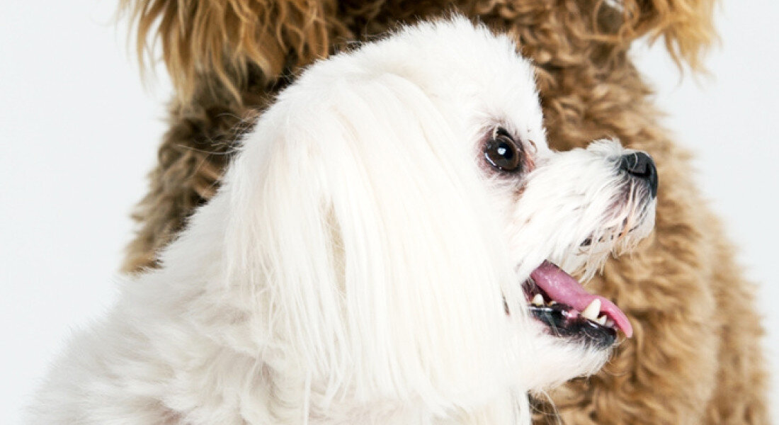 Na zdjęciu widoczne są dwa psy o długiej sierści, jeden biały, drugi brązowy. Oba psy patrzą w tym samym kierunku.