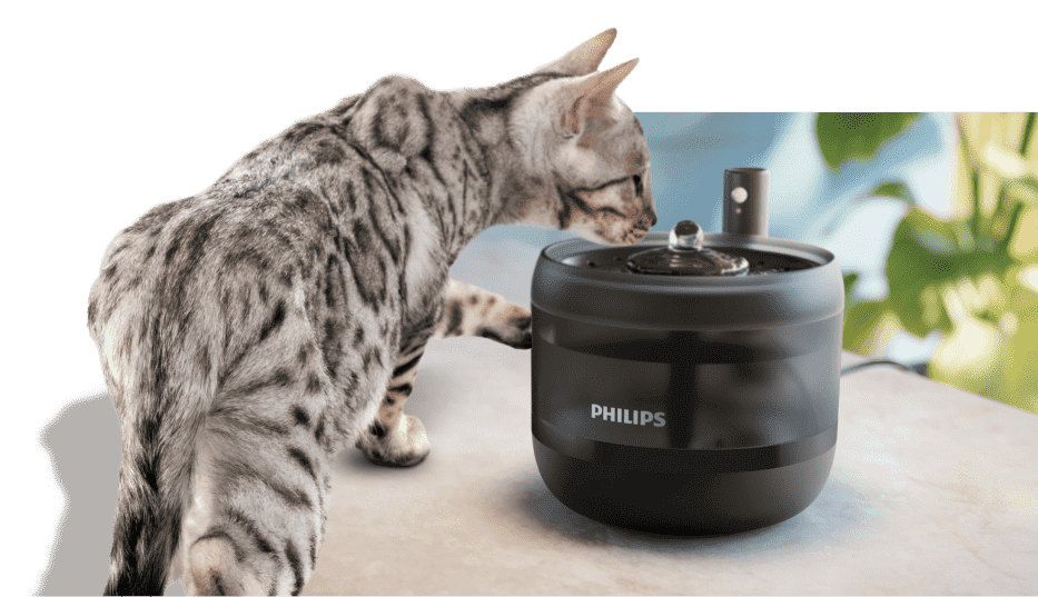 fontanna z bieżącą wodą przemawia do kociej natury