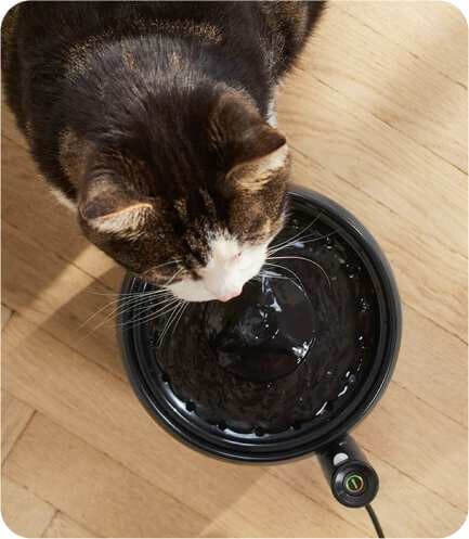 wygodna miska dla kota