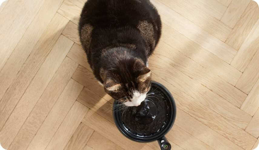 wygodna miska dla kota