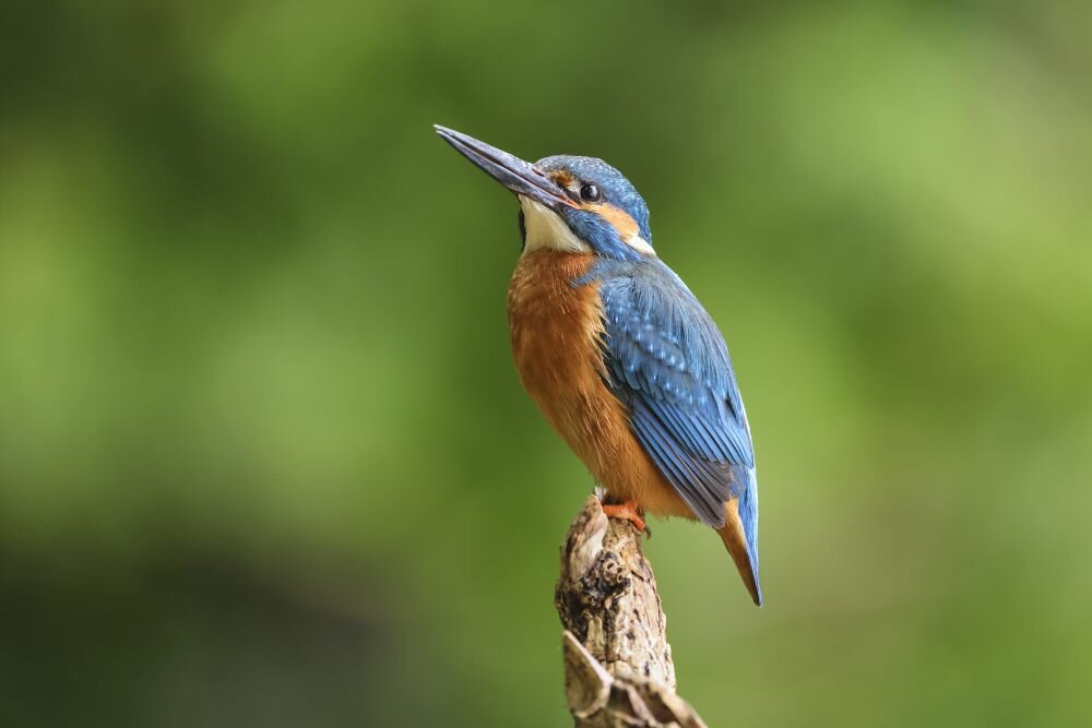 Obiektyw CANON RF 100-500 mm f-4.5-7.1 L IS USM    ogniskowa przysłona ostrość pierścienie optyka soczewki powłoki montaż bagnet światło jasność zoom filtry waga 