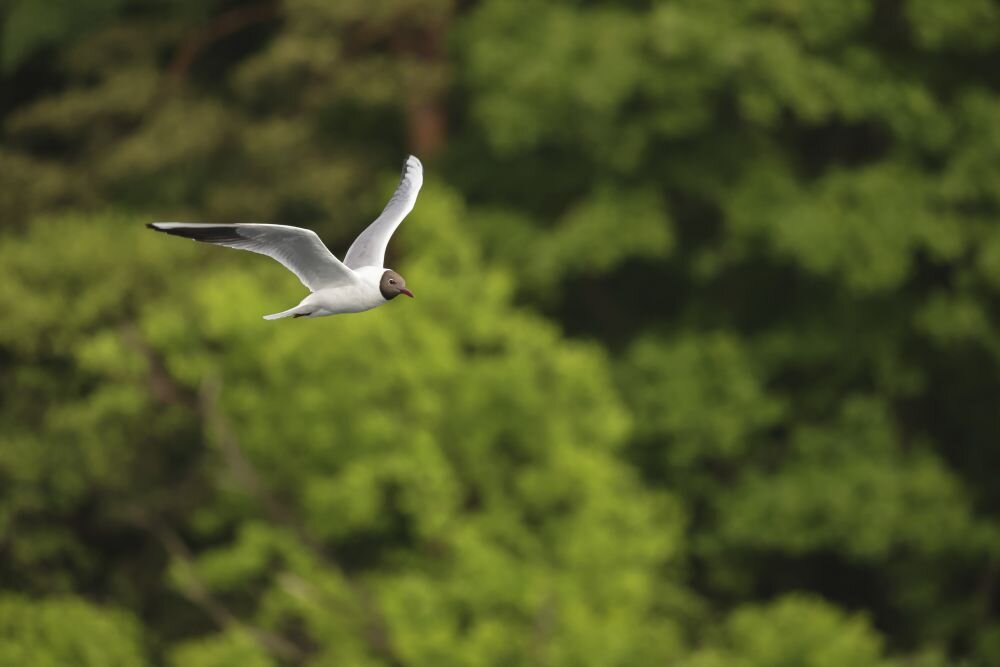 Obiektyw CANON RF 100-500 mm f-4.5-7.1 L IS USM    ogniskowa przysłona ostrość pierścienie optyka soczewki powłoki montaż bagnet światło jasność zoom filtry waga 