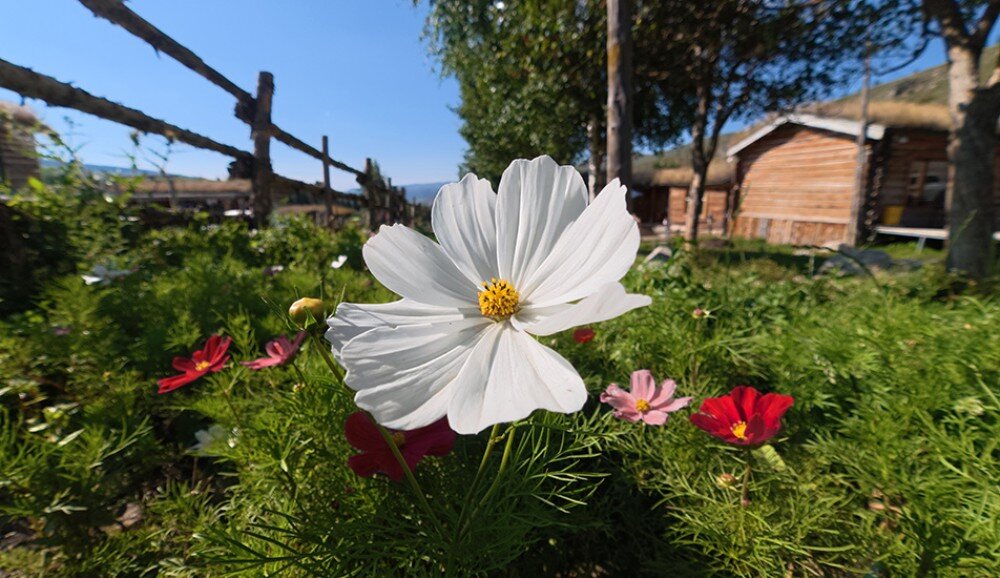 Kamera sportowa DJI Osmo Action 6 Biały kwiat na pierwszym planie z drewnianymi domkami w tle, obiektywy, akcesoria