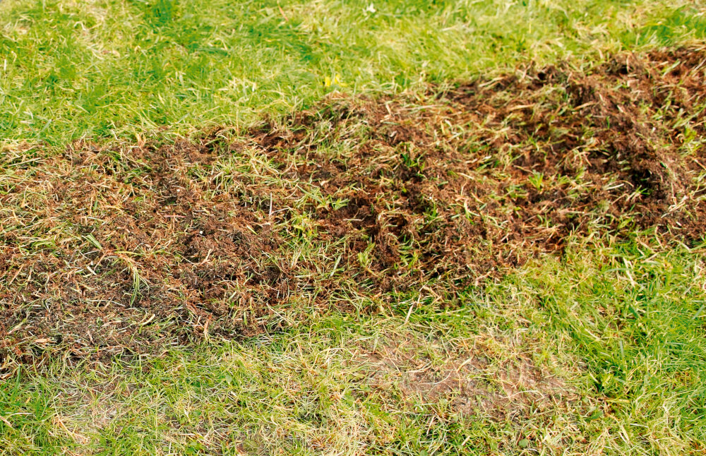 Obraz przedstawia trawnik z wyraźnym pasem suchych, brązowych liści i trawy. Tło składa się z zielonej trawy.