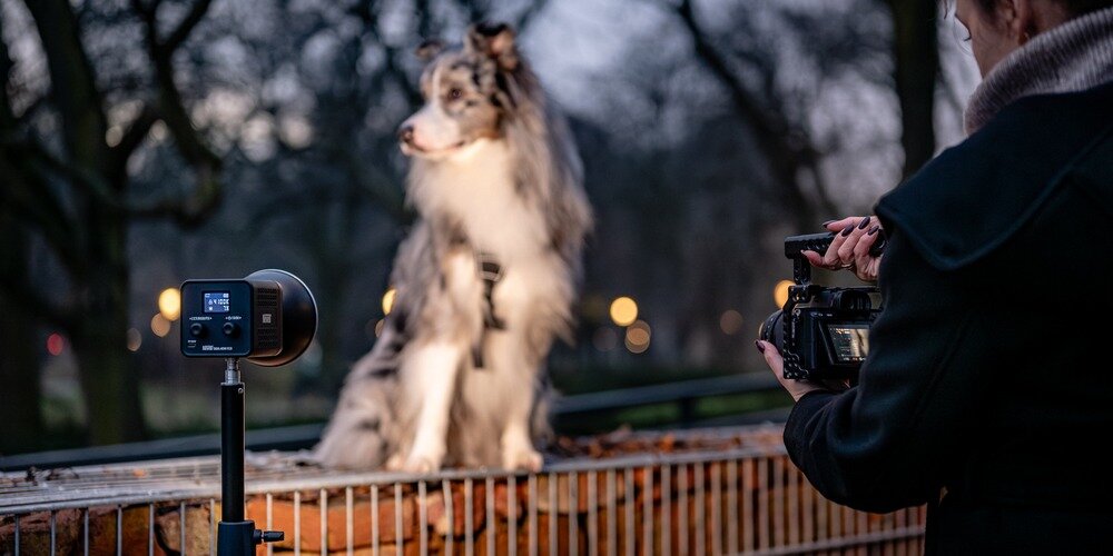 Kobieta fotografuje pozującego psa. Kadr doświetlany jest przez stojącą na statywie lampę LED Newell Tara 40 RGB