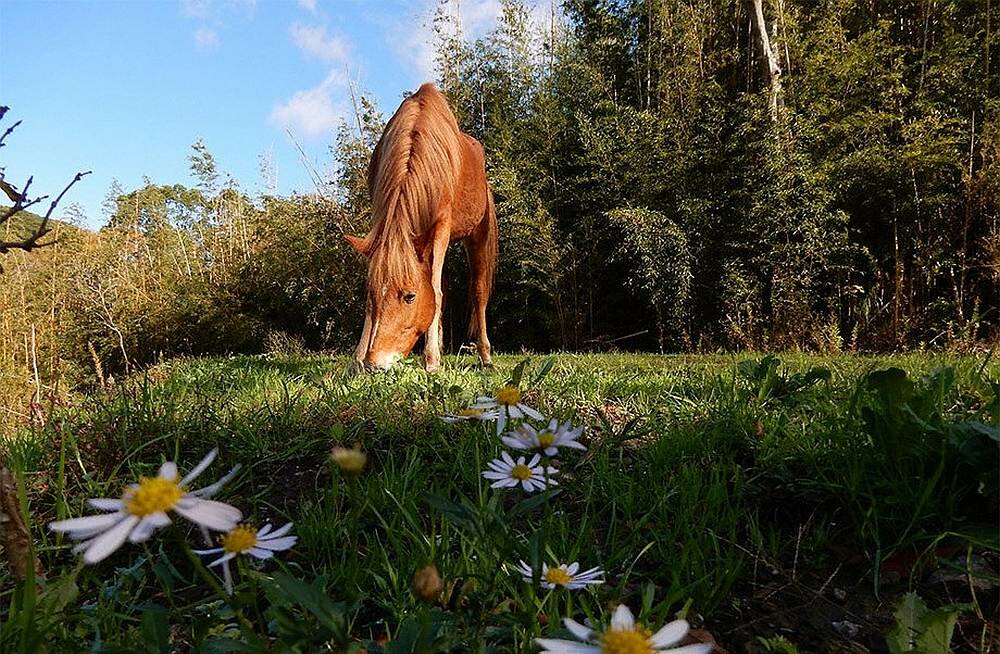 Aparat cyfrowy NIKON Coolpix A900   obiektyw matryca zdjęcia rozdzielczość bateria ekran