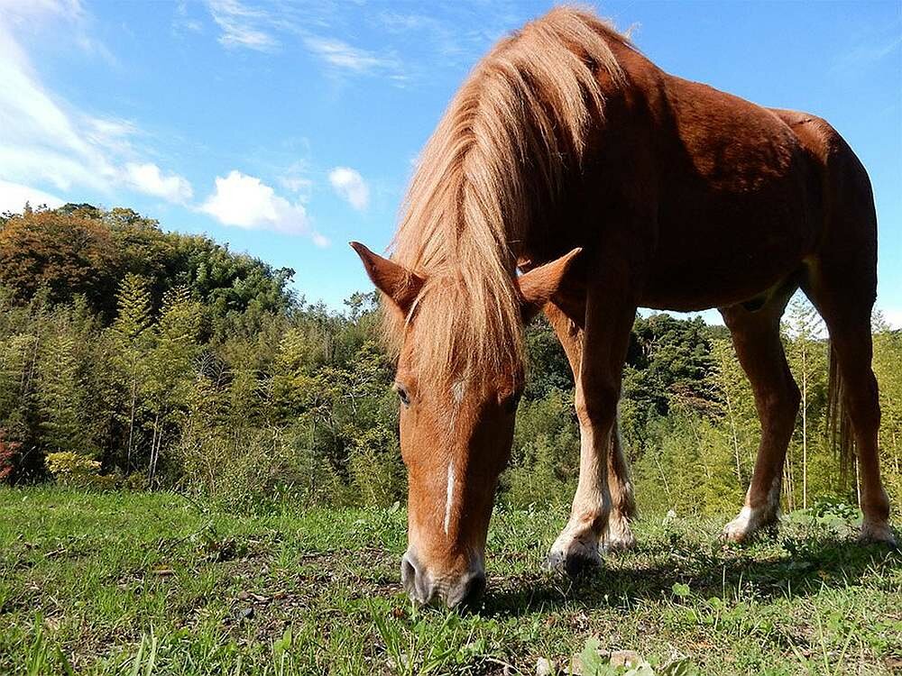 Aparat cyfrowy NIKON Coolpix A900   obiektyw matryca zdjęcia rozdzielczość bateria ekran