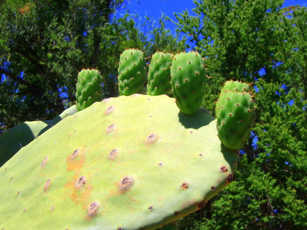 Aparat KODAK FZ45  zdjęcia obiektyw ekran wizjer ogniskowa przysłona migawka obudowa bateria zasilanie filmy nagrywanie rozdzielczość matryca rozmiar przekątna tryby iso montaż lampa światło przyciski sterowanie menu kontrast jasność balans bieli filtry cmos karta pliki format zapis seria