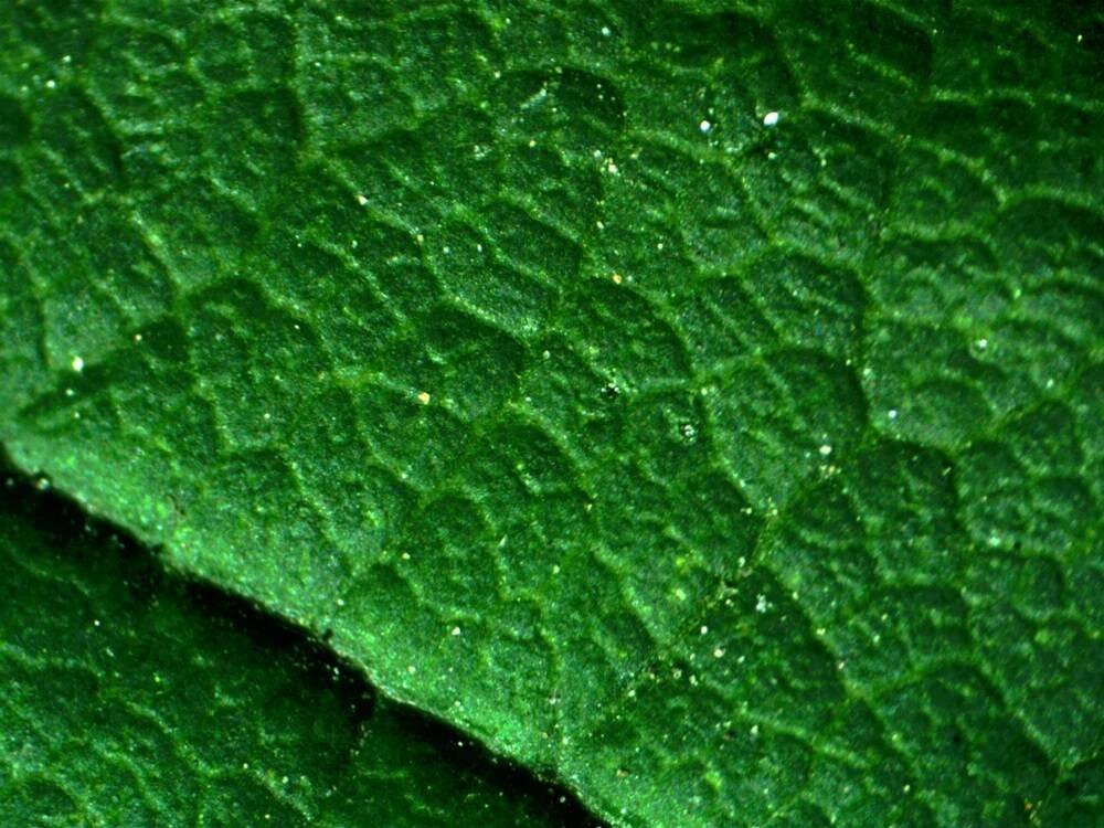 Mikroskop Delta Optical StereoLight Zasilanie 