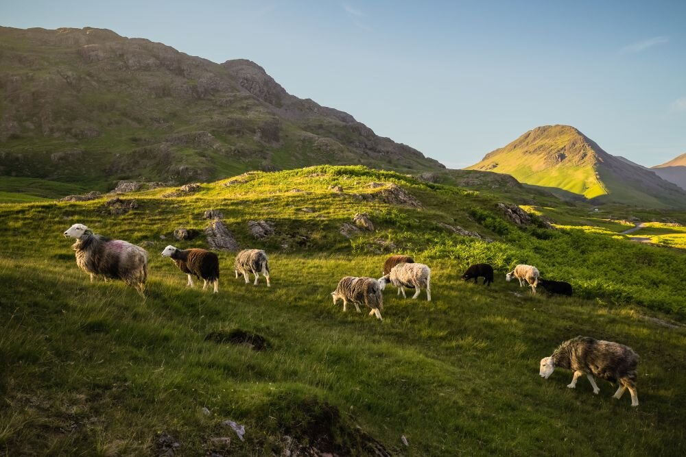 Obiektyw CANON RF 24mm F1.8 Macro IS STM EU26   ogniskowa przysłona ostrość pierścienie optyka soczewki powłoki montaż bagnet światło jasność zoom filtry waga 