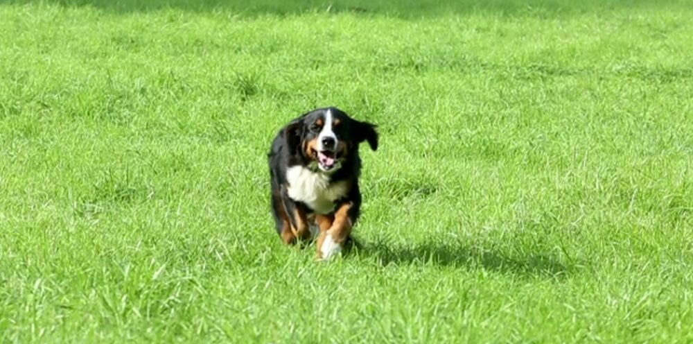 Aparat KODAK FZ55  zdjęcia obiektyw ekran wizjer ogniskowa przysłona migawka obudowa bateria zasilanie filmy nagrywanie rozdzielczość matryca rozmiar przekątna tryby iso montaż lampa światło przyciski sterowanie menu kontrast jasność balans bieli filtry cmos karta pliki format zapis seria