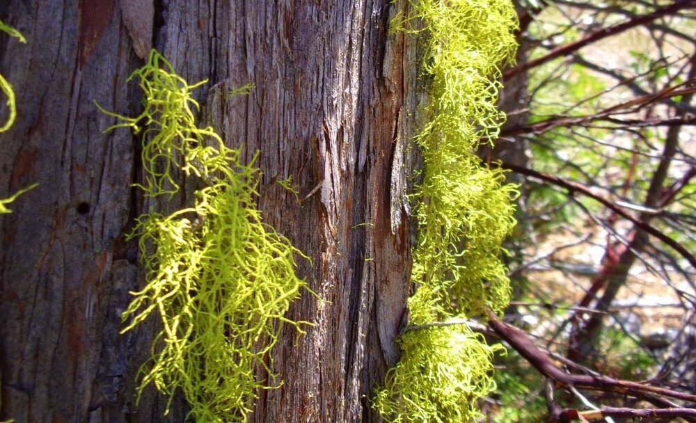 Aparat KODAK FZ55  zdjęcia obiektyw ekran wizjer ogniskowa przysłona migawka obudowa bateria zasilanie filmy nagrywanie rozdzielczość matryca rozmiar przekątna tryby iso montaż lampa światło przyciski sterowanie menu kontrast jasność balans bieli filtry cmos karta pliki format zapis seria