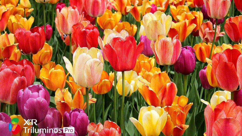 Telewizor SONY LED X90J - technologia TRILUMINOS