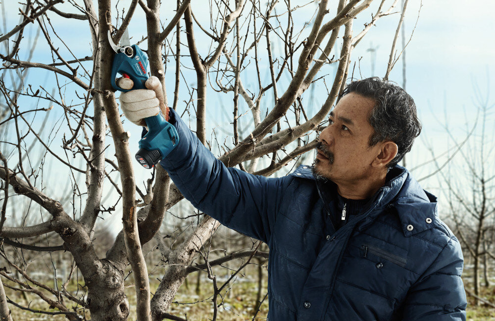 Sekator akumulatorowy BOSCH Pro Pruner 06019K1021 ogród sad osoba przycina gałęzie na drzewku niebo silnik bezszczotkowy 12 V płynna i dynamiczna pracę cięcie bez szarpania użytkownik odczuwa mniejsze zmęczenie technologia bezszczotkowa trwałość mechanizmu zmniejsza ryzyko awarii