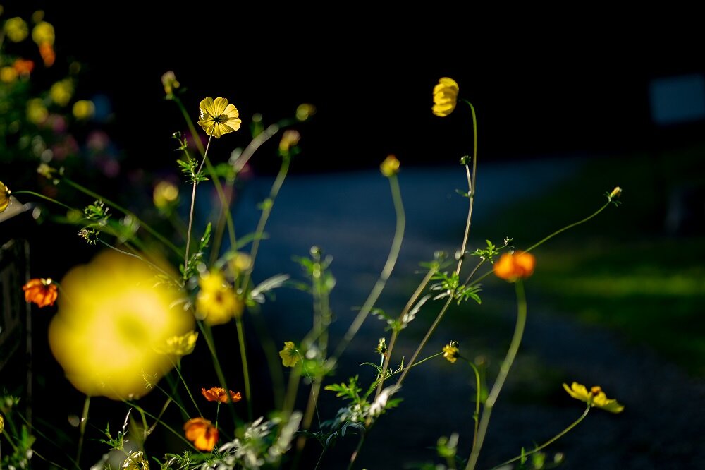 Obiektyw SIGMA Digital C 56mm f-1.4 DC DN  ogniskowa 