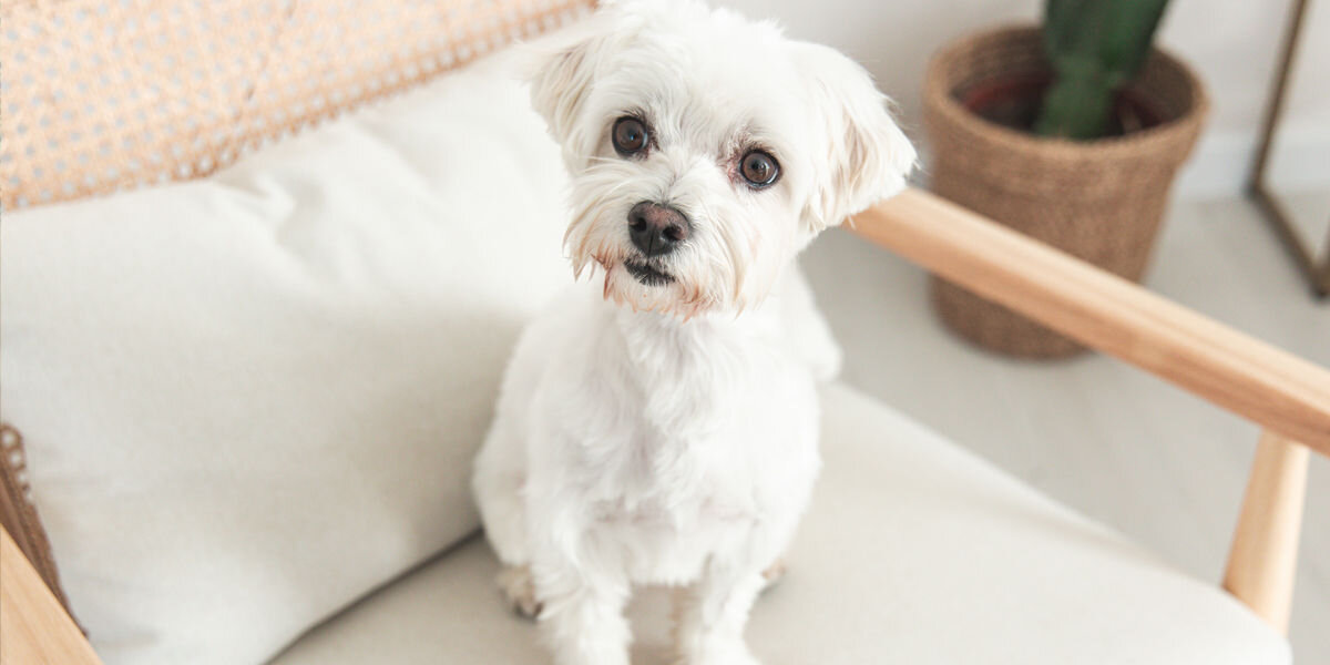 Fontanna dla zwierząt PETIGIO Peti-to-Eat PETI-150 dwa tryby pracy