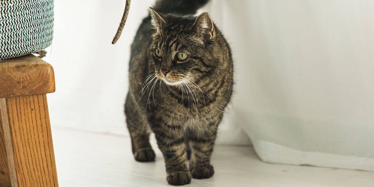 Fontanna dla zwierząt PETIGIO Peti-to-Eat PETI-150 zsilanie bateryjne