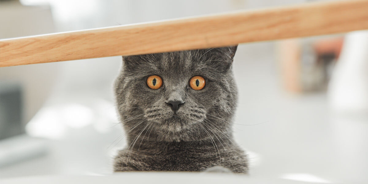 Fontanna dla zwierząt PETIGIO Peti-to-Eat PETI-150 przezroczyste okienko praktyczna estetyczna