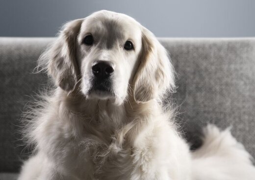 Pozbądź się sierści