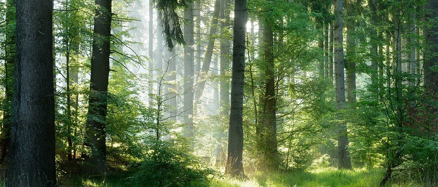 Media Expert - lodówka Samsung RB38C607AB1 - zdjęcie lasu