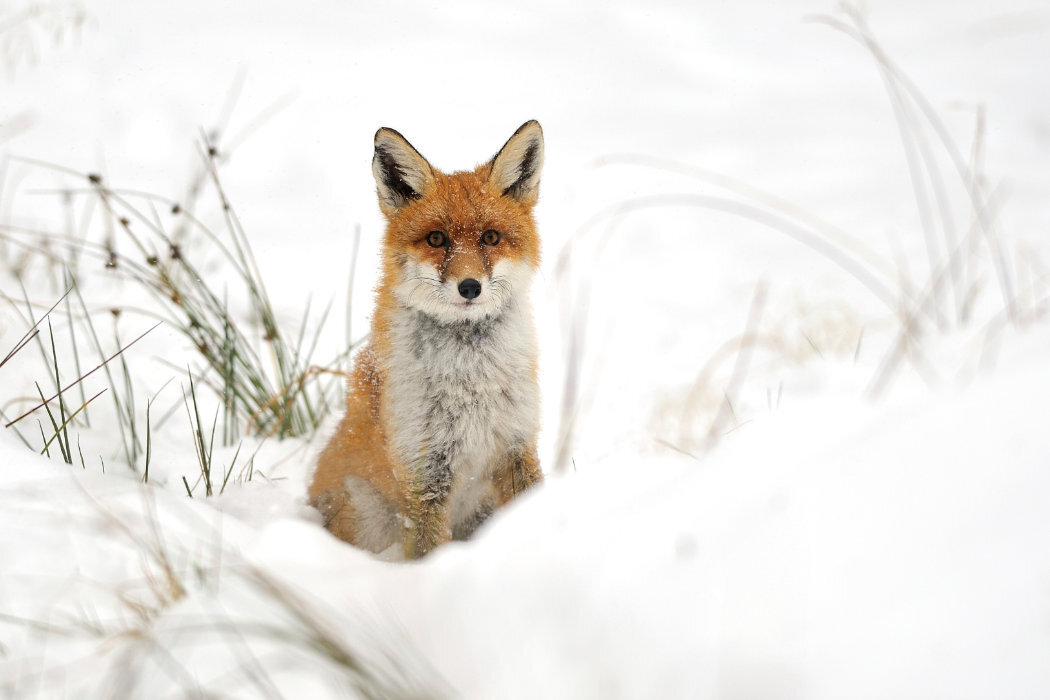 Aparat KODAK PixPro AZ405RD rozdzielczość bateria stabilizacja zoom af przysłona obiektyw makro ogniskowa 