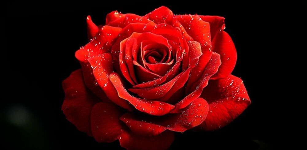 METZ 32MQF7030Z wyraźny obraz QLED, trwałe kolory, komfort oglądania, róża na czarnym tle