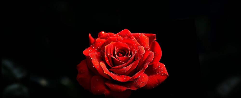 Telewizor METZ 55MQF7500Z Prolonged Vivid QLED+ trwałe kolory, róża na czarnym tle