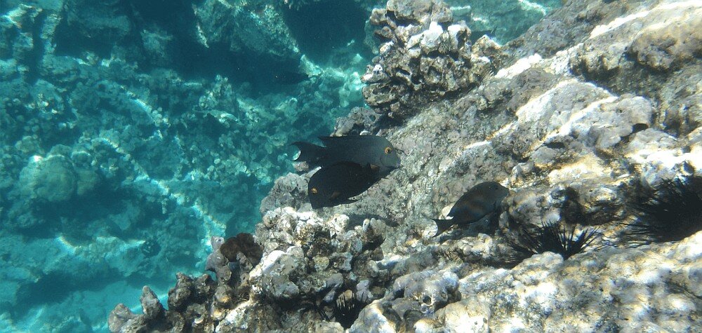 KODAK PIXPRO WPZ2 ryby pod wodą kamera cyfrowa z nagrywaniem w 1080p HD dla vlogerów i podróżników