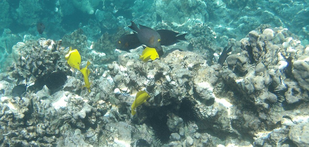 KODAK PIXPRO WPZ2 ryby pod wodą 16 MP sensor i cyfrowa stabilizacja obrazu w aparacie kompaktowym