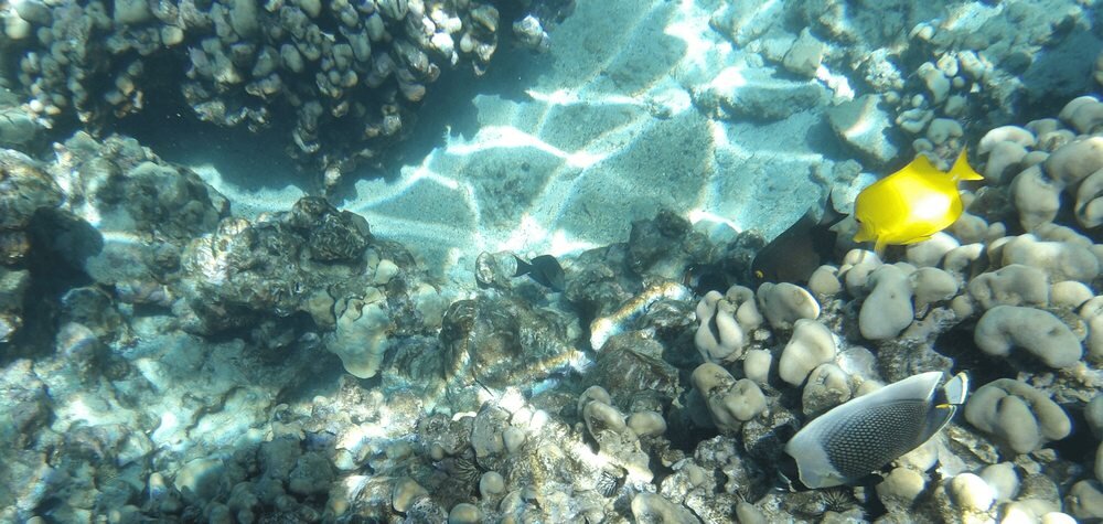 KODAK PIXPRO WPZ2 ryby pod wodą aparat z Wi-Fi do szybkiego przesyłania zdjęć na smartfona