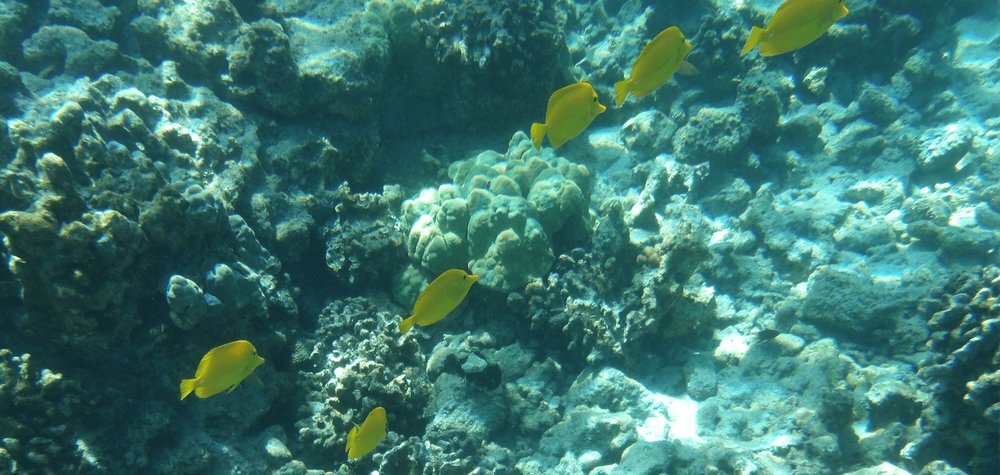 KODAK PIXPRO WPZ2 ryby pod wodą zasilanie akumulatorowe do zdjęć w plenerze i na wakacjach