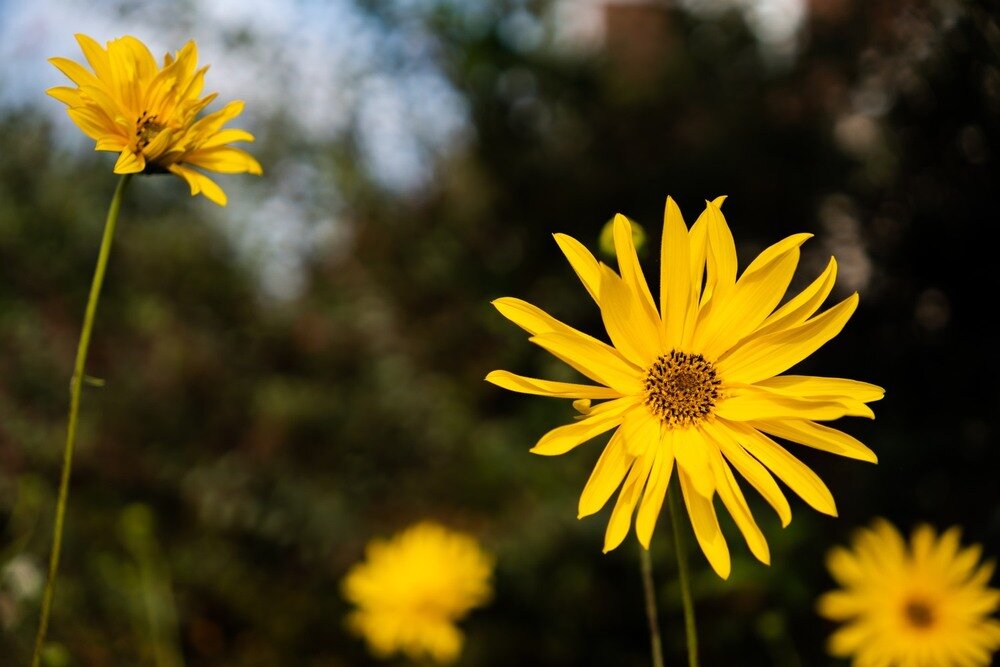 Obiektyw SIGMA C 18-50mm f-2.8 DC DN rozmycie tła 