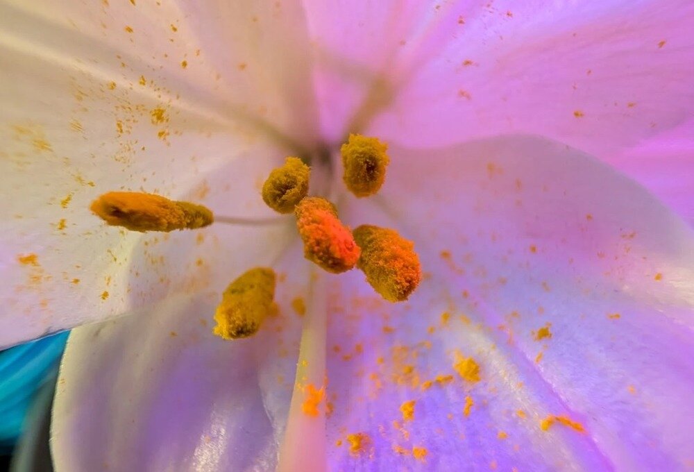 Smartfon GOOGLE Pixel 9 Pro XL makro  