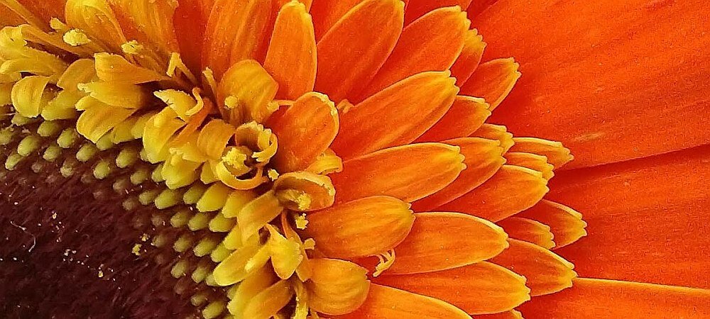 Smartfon MOTOROLA Moto G8 Power macro makro szeroki