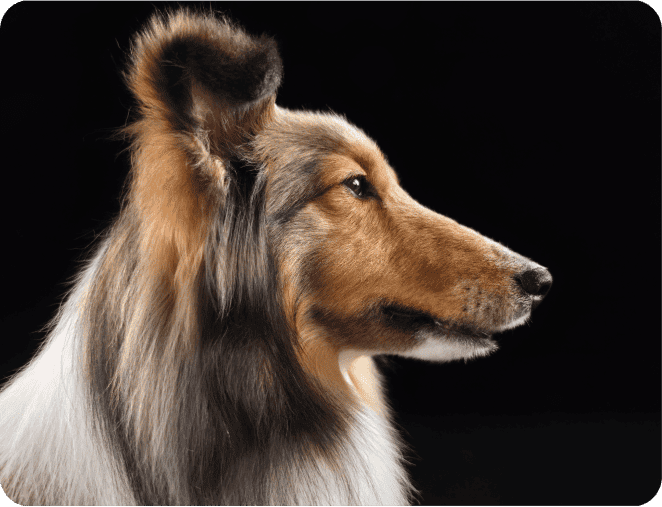 Zbliżenie na głowę długowłosego psa o jasnobrązowej sierści. Zdjęcie przedstawia psa rasy owczarek szkocki długowłosy na czarnym tle. Pies ma długą, puszystą sierść w odcieniach brązu, bieli i czerni.