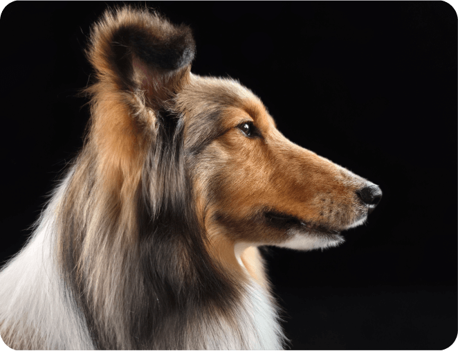 Zdjęcie przedstawia psa rasy collie o długiej, brązowo-białej sierści na czarnym tle.