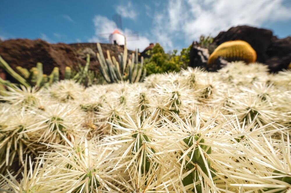 Aparat PANASONIC Lumix DC-S9  zbliżenie na kaktus  