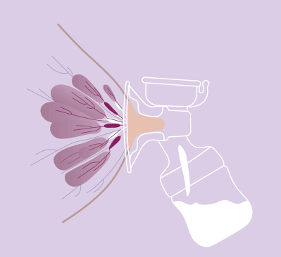 Ilustracja przedstawia schemat działania laktatora z butelką, pokazując przepływ mleka z piersi do pojemnika. Tło jest w kolorze jasnofioletowym.