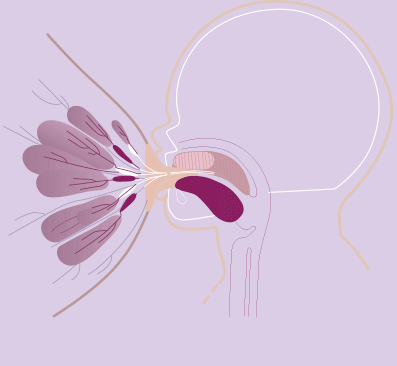 Ilustracja przedstawia schematyczny przekrój głowy niemowlęcia ssącego pierś, ukazujący wewnętrzne struktury anatomiczne. Widoczne są kanały mleczne i usta dziecka obejmujące brodawkę sutkową.