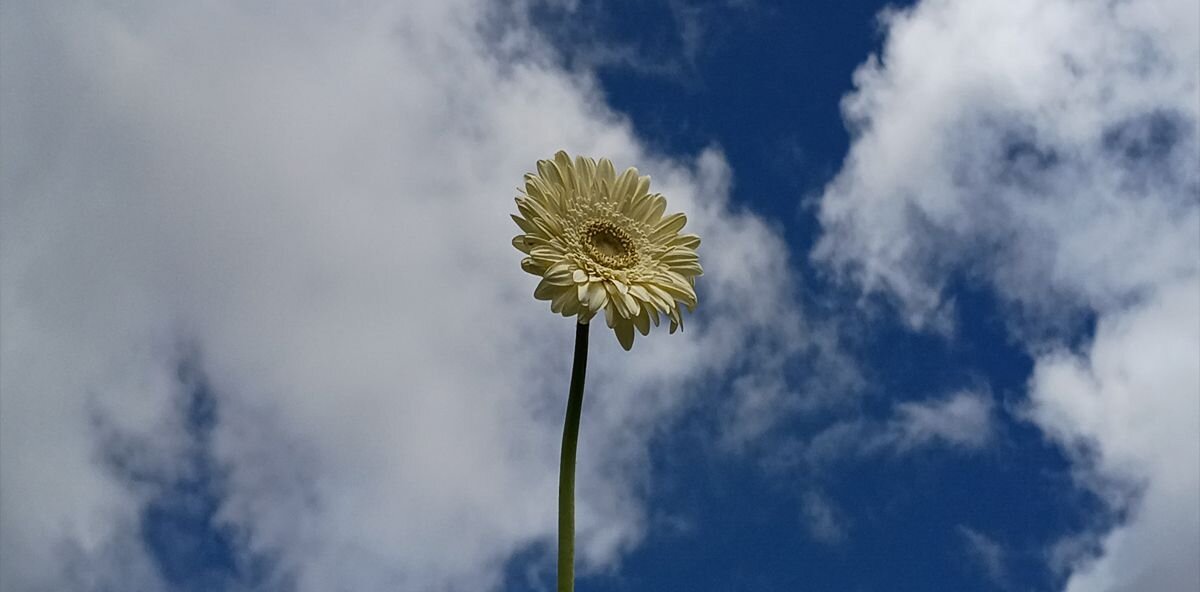 MOTOROLA Moto G67 zoom 2x bez utraty jakości fotografia szczegóły obrazu